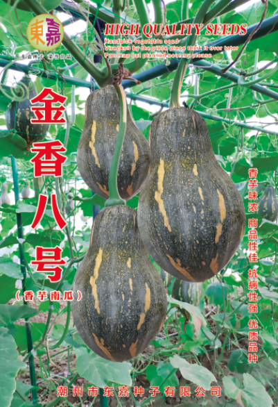 《优质品种》金香八号香芋南瓜种子，香芋味浓，瓜形美观。